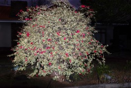 Daniela Müller-Brunke