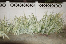 Daniela Müller-Brunke